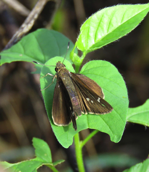 Clouded Skipper female